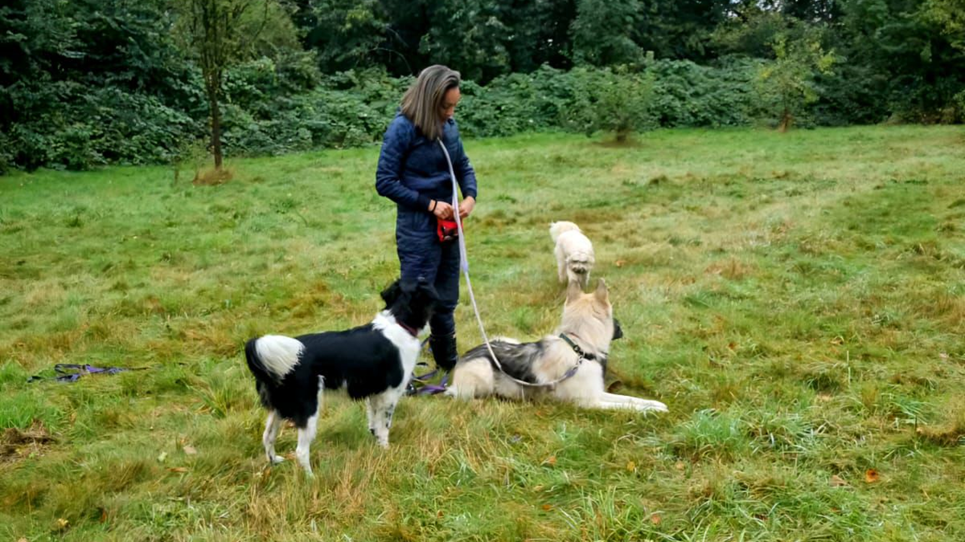 Positive Reinforcement Methods